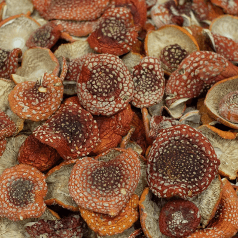 Bulk Amanita Muscaria Mushrooms for Sale - 500mg
