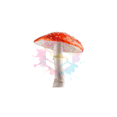 Bulk Amanita Muscaria Mushrooms for Sale - 500mg