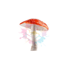 Bulk Amanita Muscaria Mushrooms for Sale - 500mg