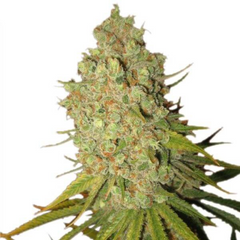 Royal Queen Cannabis Seeds – Feminized & Autoflower