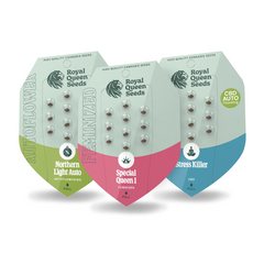 Royal Queen Cannabis Seeds – Feminized & Autoflower