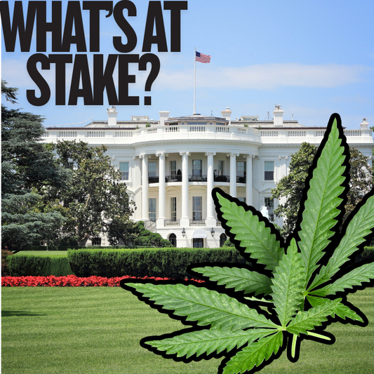 Trump Urged to Stop Congress From Recriminalizing Hemp — What’s at Stake?