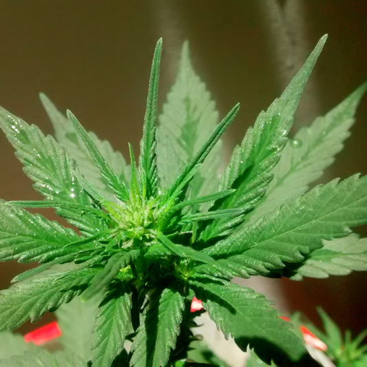 Hemp 101: Oct 21st Deep Dive — THCA vs Delta-9 and What Tests Really Show