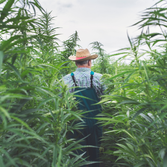 Meet the Makers: Inside the Small Farms Growing America’s Hemp Future