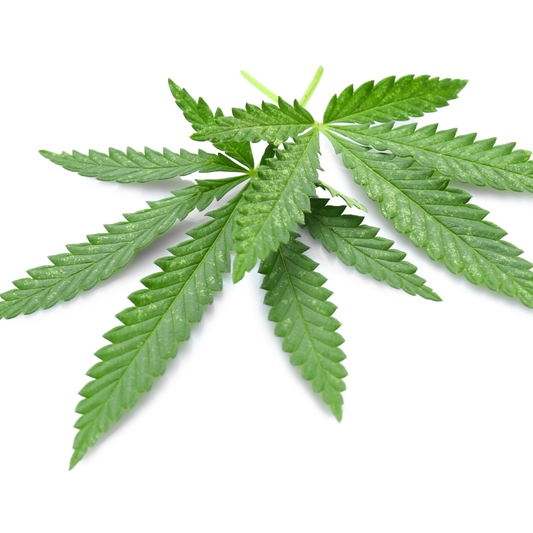 Ghost Perspectives: The Real Meaning of “Craft Hemp”