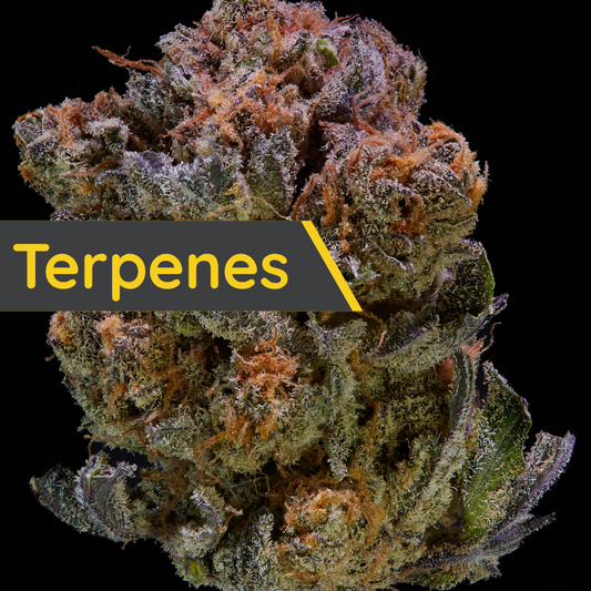 Hemp Science: Why Terpenes Change Everything