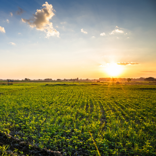 What Local Farms Mean for Hemp’s Future