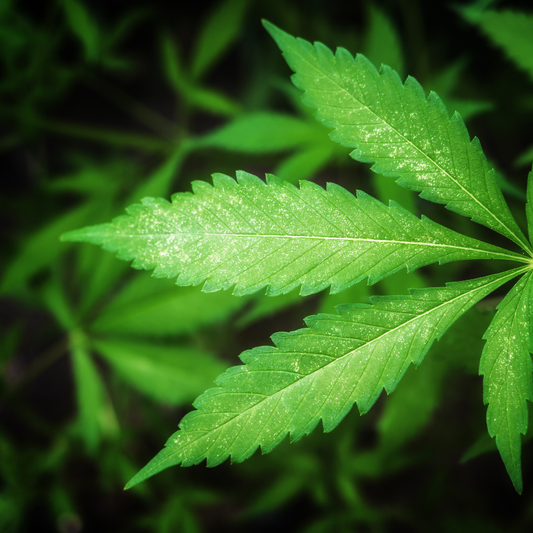 What Is THCA? Understanding the Non-Psychoactive Cannabinoid