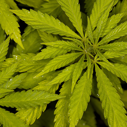 Is THCA Legal? Understanding Hemp Laws & THC Testing