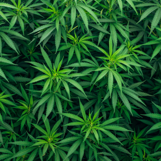 Hemp Watch: The Push To Regulate Delta-8 & THCA — State by State