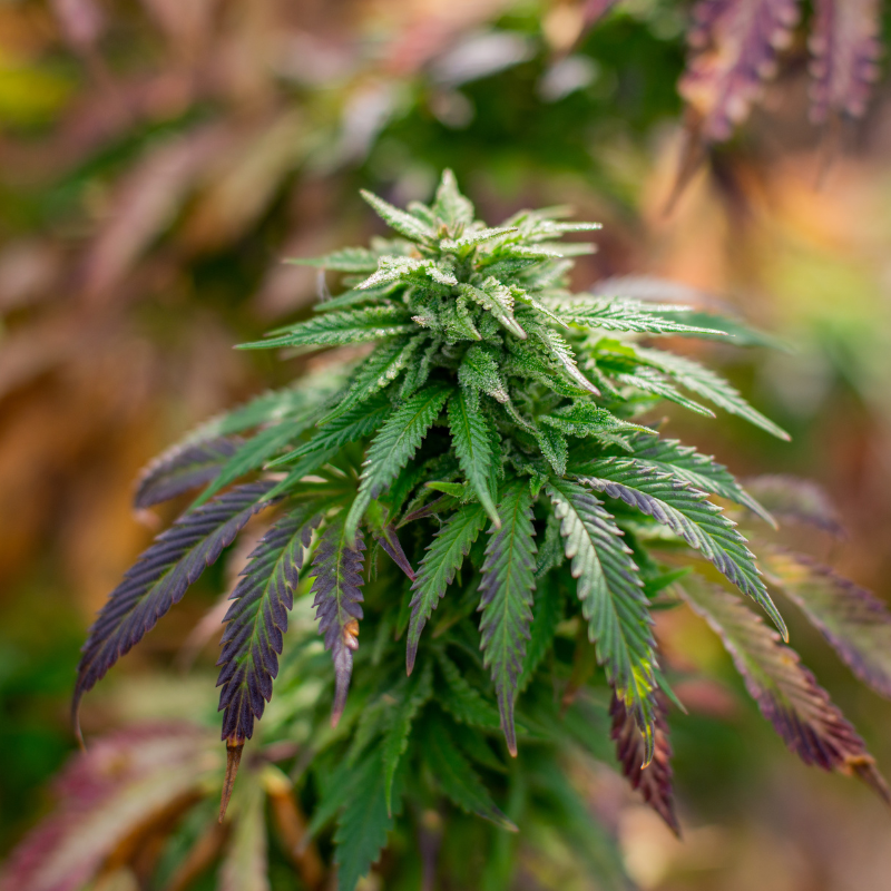 Delta-9 THC Explained – Hemp-Derived Products, Effects & Legal Overview