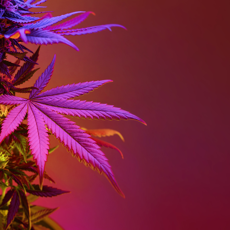 THCA Distillate - Bulk Uses, Potency & Legal Considerations