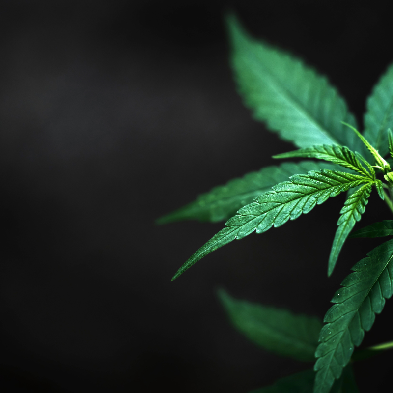 THCA vs Delta 9 THC – Key Differences, Effects & Legal Breakdown