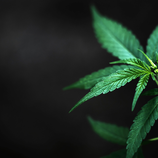 THCA vs Delta 9 THC – Key Differences, Effects & Legal Breakdown