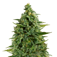 Royal Queen Cannabis Seeds – Feminized & Autoflower