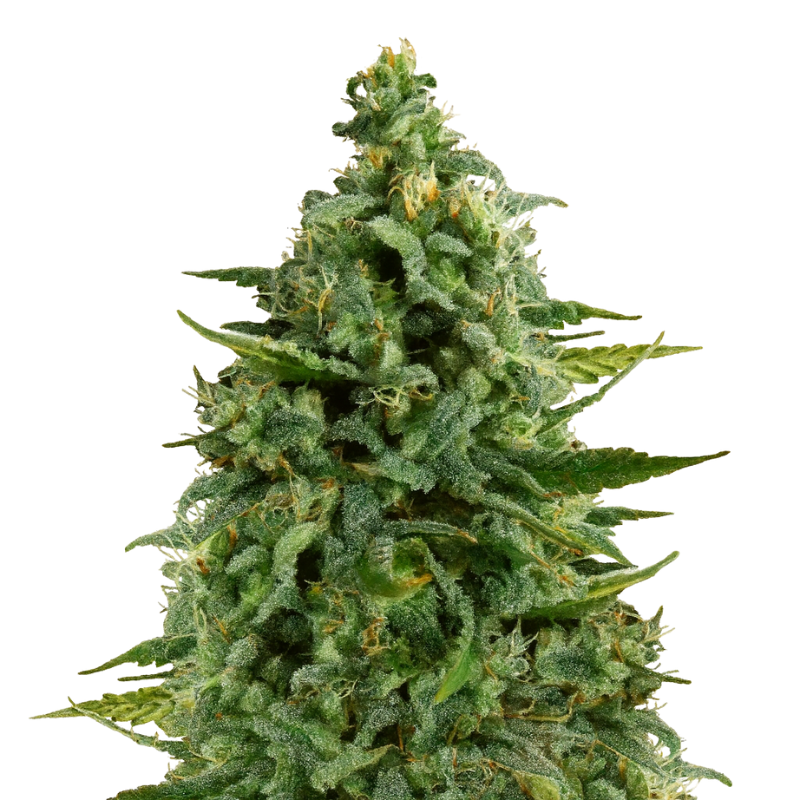 Royal Queen Cannabis Seeds – Feminized & Autoflower