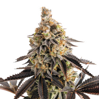 Royal Queen Cannabis Seeds – Feminized & Autoflower