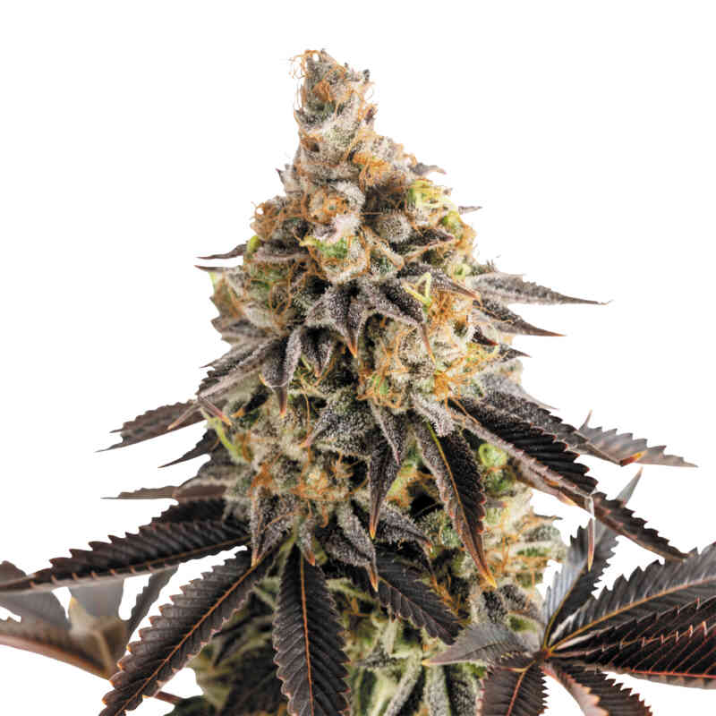 Royal Queen Cannabis Seeds – Feminized & Autoflower
