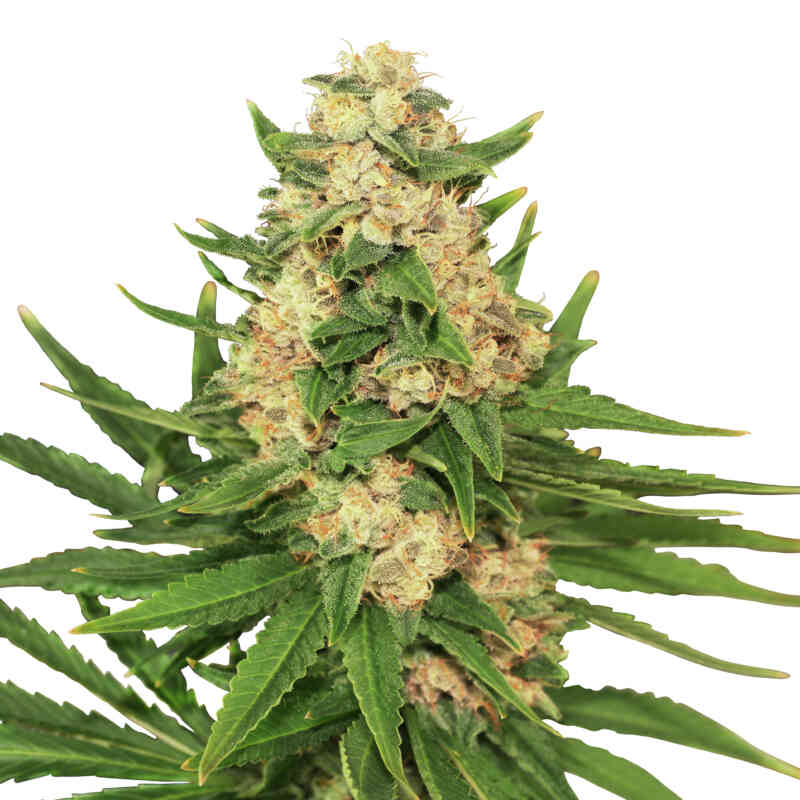 Royal Queen Cannabis Seeds – Feminized & Autoflower