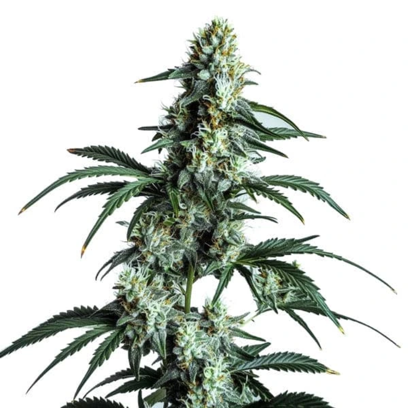 Royal Queen Cannabis Seeds – Feminized & Autoflower