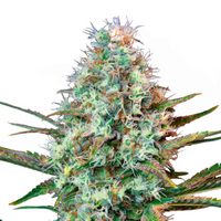 Royal Queen Cannabis Seeds – Feminized & Autoflower