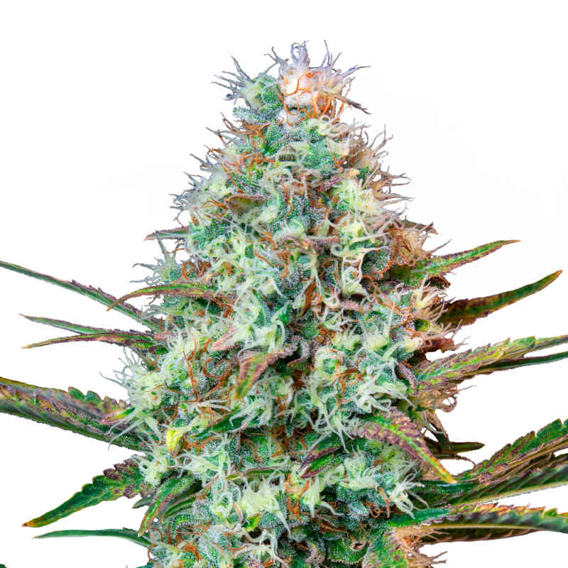 Royal Queen Cannabis Seeds – Feminized & Autoflower