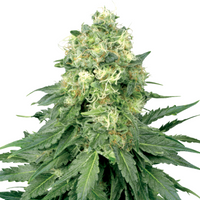 Royal Queen Cannabis Seeds – Feminized & Autoflower