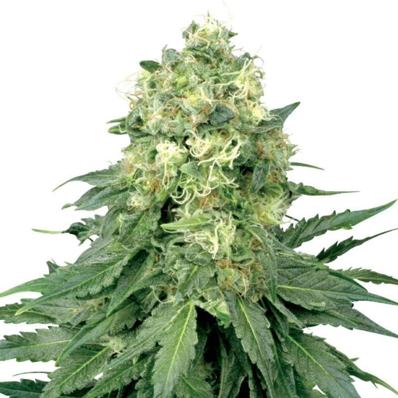 Royal Queen Cannabis Seeds – Feminized & Autoflower