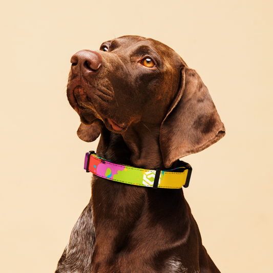Ghost Pet Collar