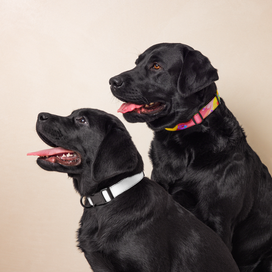 Ghost Pet Collar