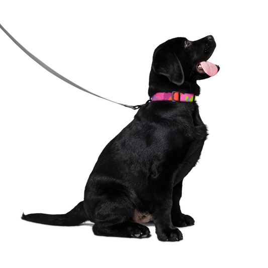 Ghost Pet Collar
