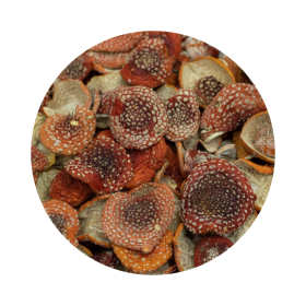 Best Amanita Mushrooms for Sale Online in Bulk - 500MG