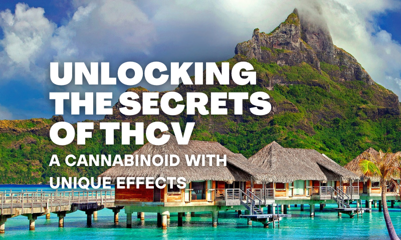 Unlocking The Secrets Of THCV: Cannabinoid With Unique Effects - Ghost ...